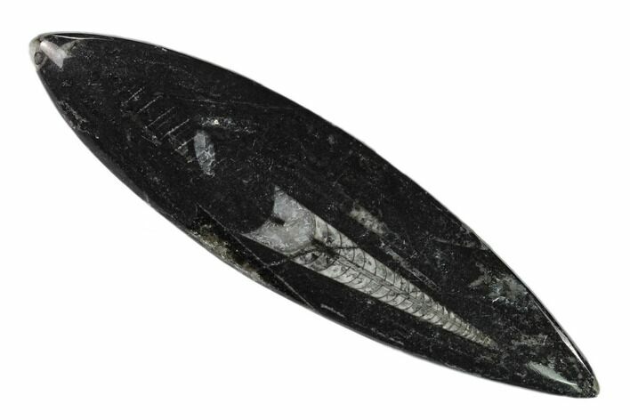 Polished Fossil Orthoceras (Cephalopod) - Morocco #138279